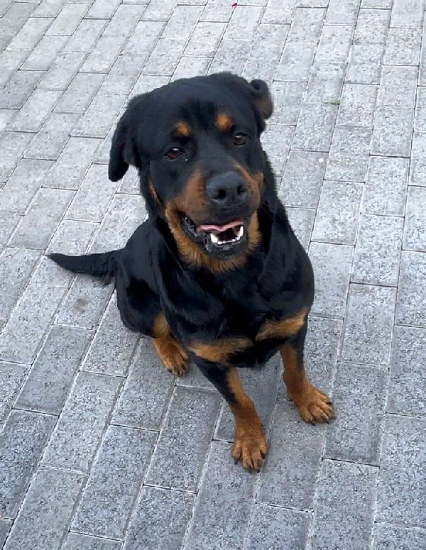LUNA BELLISSIMA ROTTY Foto 2